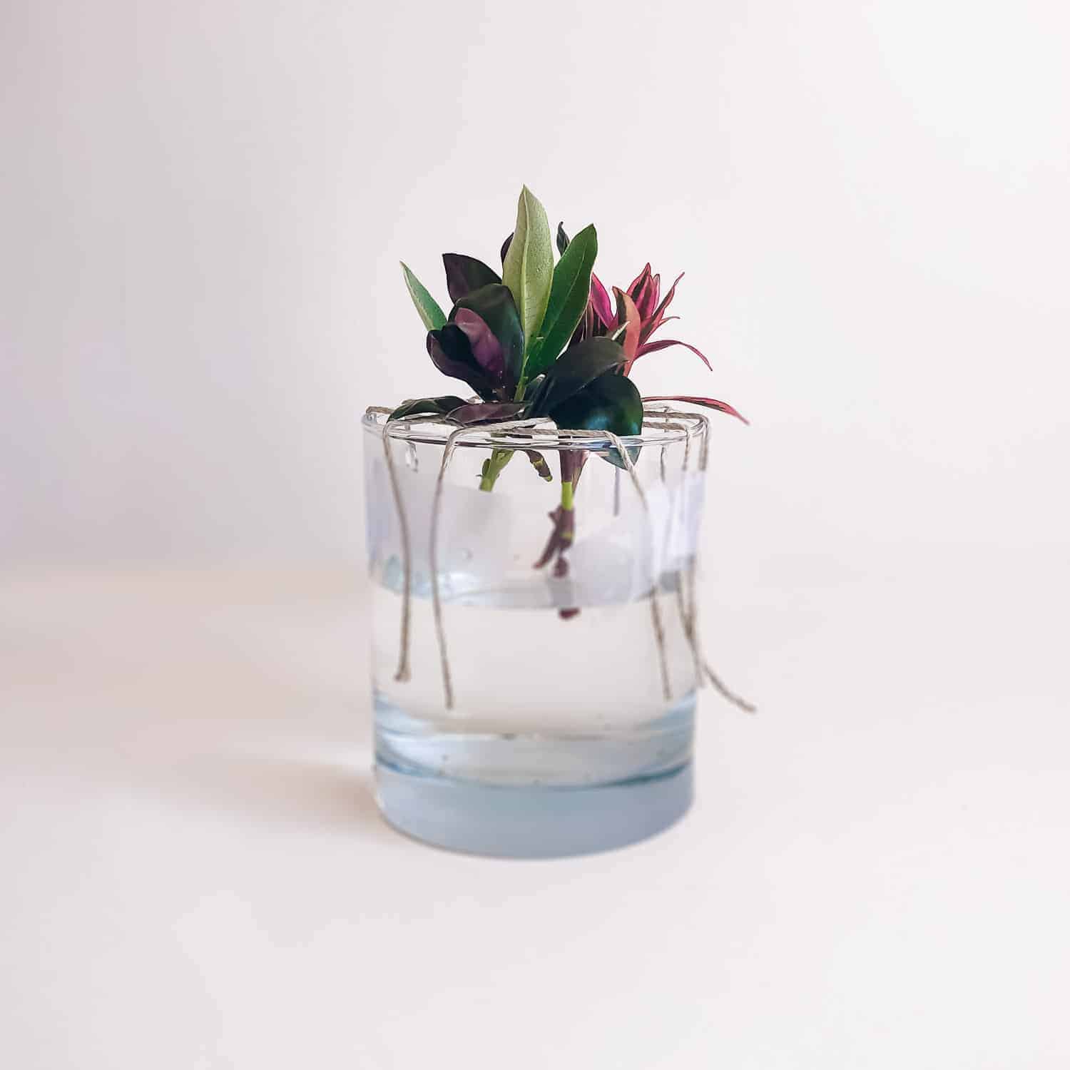 propagating with candle jars