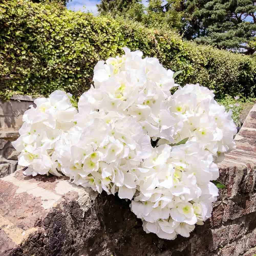 Hydrangea Forever Flowers