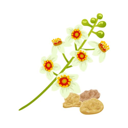 essential oils for anxiety - frankincense