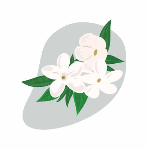 jasmine for anxiety